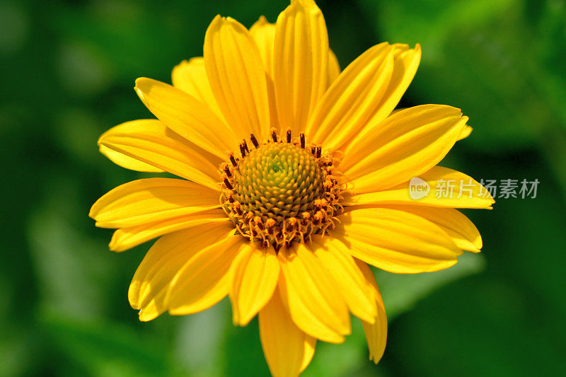 Heliopsis helianthides / Oxeye雏菊花